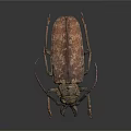 Detailed View of Flying Beetle with Brown Body Long Antennae and Legs on Black Background