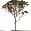 Different Arbor Tree Varieties With Lush Green Foliage And Natural Branch Structures 3d model