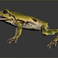 Vibrant Green Frog With Brown Markings And Long Legs On Reflective Dark Surface