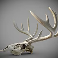 Detailed White Deer Skull With Large Antlers On Gray Background