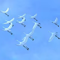 Flock of White Cranes Flying Gracefully in Clear Blue Sky