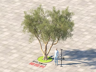 Olive Tree With Green Circular Base On Square Paved Ground Near Person And Measuring Tool 3d model