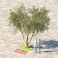 Olive Tree With Green Circular Base On Square Paved Ground Near Person And Measuring Tool