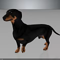 3D Rendered Realistic Black and Tan Dachshund Standing on Shiny Floor with Gray Background