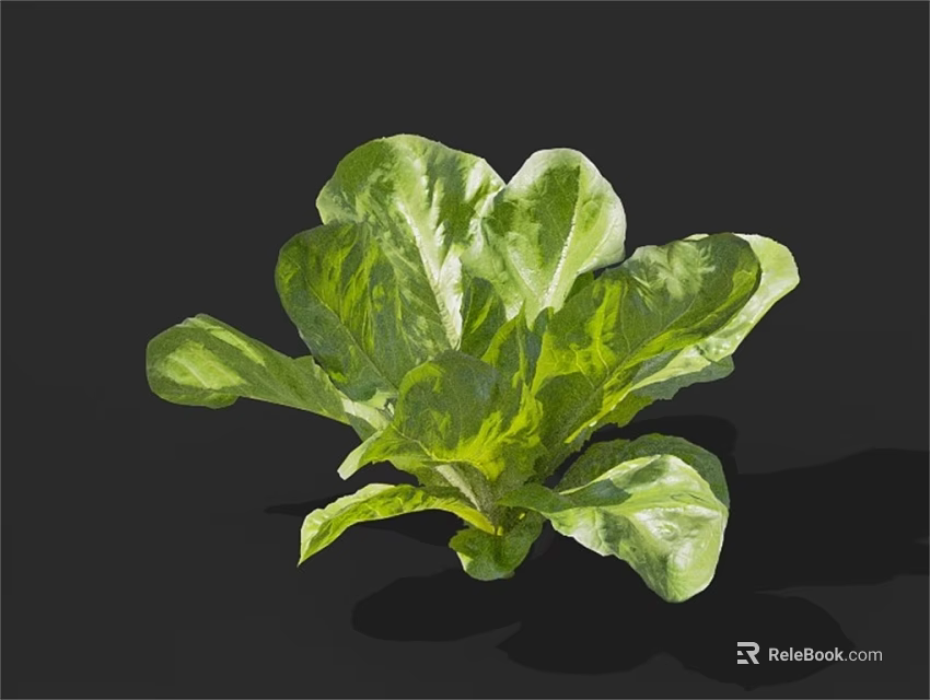 Fresh Green Leafy Lettuce Vegetable With Vibrant Healthy Leaves On Dark Background 3d model 