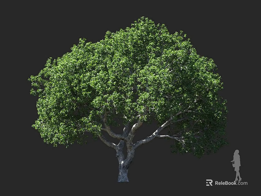 Lush Green Arbor With Thick Trunk Dense Foliage Against Dark Background And Human Silhouette 3d model 