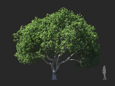 Lush Green Arbor With Thick Trunk Dense Foliage Against Dark Background And Human Silhouette 3d model