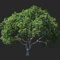 Lush Green Arbor With Thick Trunk Dense Foliage Against Dark Background And Human Silhouette