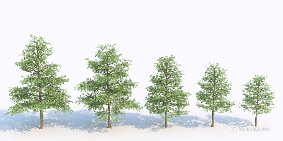 Tall Deciduous Trees with Green Foliage and Natural Shadows in White Setting 3d model 
