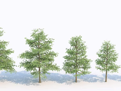 Tall Deciduous Trees with Green Foliage and Natural Shadows in White Setting 3d model