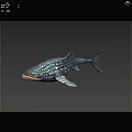 Unique Patterned Aquatic Fish With Distinctive Fins And Tail Features