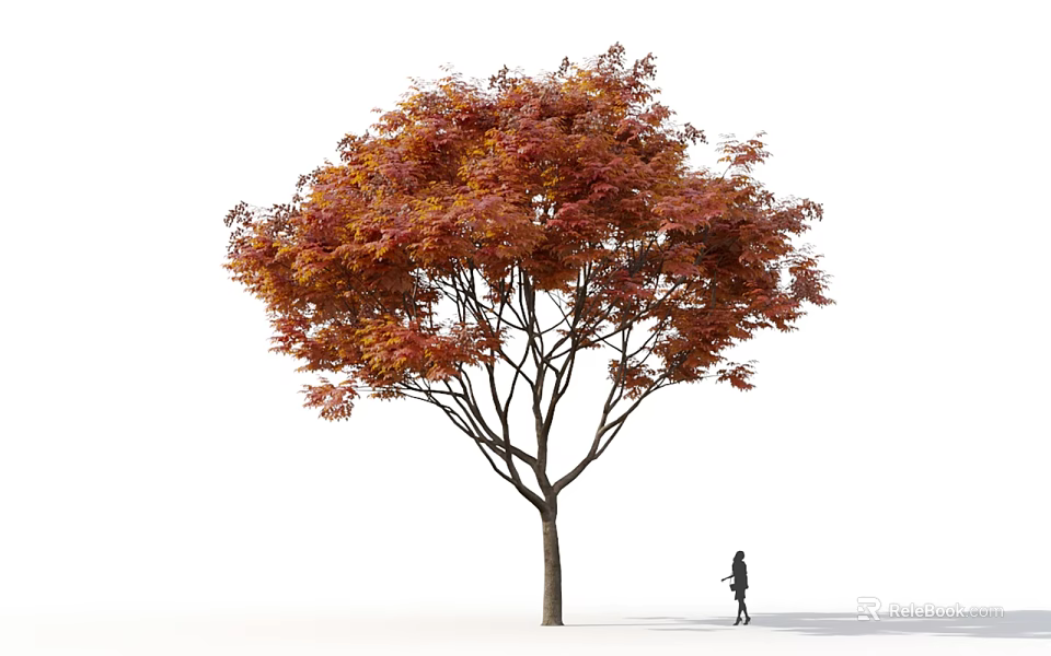 Tall Deciduous Tree With Red Orange Leaves And A Person Walking Nearby 3d model 