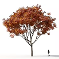 Tall Deciduous Tree With Red Orange Leaves And A Person Walking Nearby