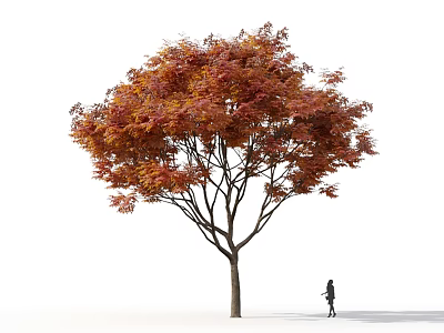 Tall Deciduous Tree With Red Orange Leaves And A Person Walking Nearby 3d model