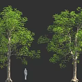 Two Large Green Trees With Thick Trunks And Small Human Figure On Black Background