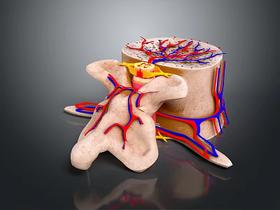 3D Rendered Limb Organ Anatomical Structure With Blood Vessels And Nerves 3d model