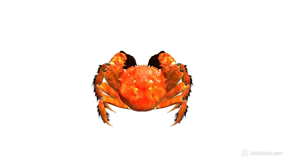Vibrant Orange Crab With Prominent Claws And Segmented Legs In Close Up Shot 3d model 