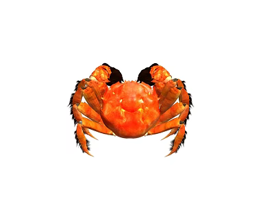Vibrant Orange Crab With Prominent Claws And Segmented Legs In Close Up Shot 3d model