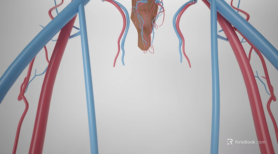 Tissue System Anatomical Structure With Blue And Red Blood Vessel Branches Displayed 3d model 