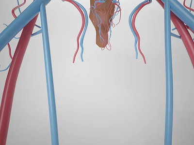 Tissue System Anatomical Structure With Blue And Red Blood Vessel Branches Displayed 3d model