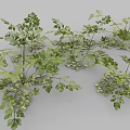Fresh Parsley Herb Also Known as French Parsley Used in Aromatic Culinary Dishes