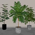 Potted Plants with Diverse Foliage in White Striped and Gray Concrete Pots Minimalist Setting