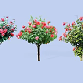Beautiful Flowering Trees With Red And Pink Blossoms Slender Trunks On Light Blue Background
