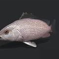 Silver Aquatic Fish Featuring Reticulated Scales And Yellow Eyes Against Dark Background