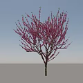 Vibrant Pink Blossom Tree with Slender Branches and Green Grass Base 3d model