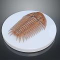 Trilobite Model Displayed On White Circular Platform With Intricate Details 3d model