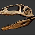 Prehistoric Dinosaur Skull Fossil With Detailed Skeletal Structure And Sharp Teeth