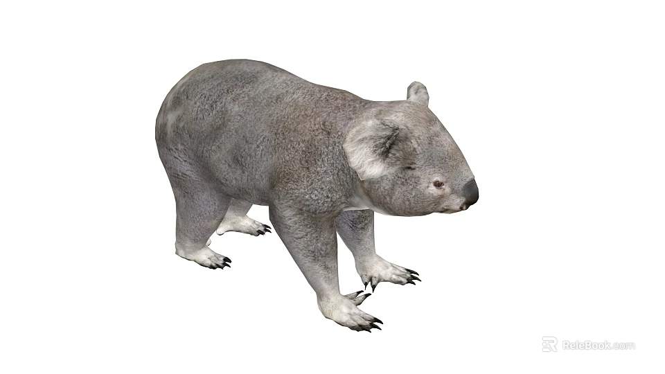 Gray Koala Bear With Soft Fur And Sharp Claws Standing On White Background 3d model 