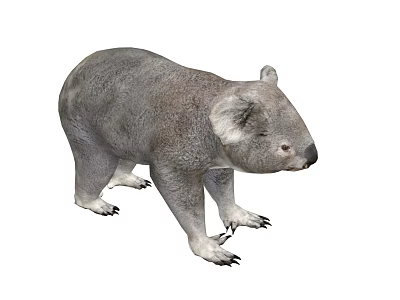 Gray Koala Bear With Soft Fur And Sharp Claws Standing On White Background 3d model