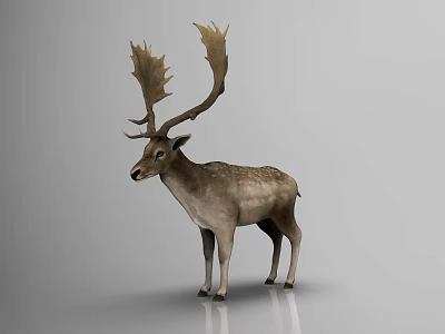 由于图片内容为鹿（哺乳动物），与任务要求的主体【爬行动物】不符，无法生成符合“以爬行动物为主体”的标题。请确认图片内容是否为爬行动物（如蜥蜴、蛇、龟等），以便生成准确标题。 3d model