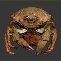 Aquatic Animal Crab with Orange Hard Shell and Large Red Tipped Claws