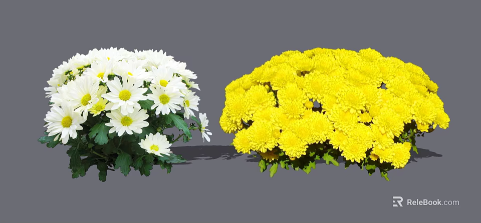 Blooming White and Yellow Chrysanthemum Flowers with Fresh Green Leaves 3d model 
