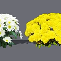 Blooming White and Yellow Chrysanthemum Flowers with Fresh Green Leaves