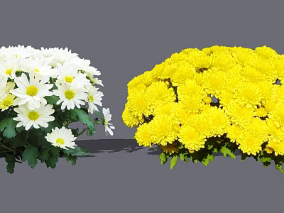Blooming White and Yellow Chrysanthemum Flowers with Fresh Green Leaves 3d model