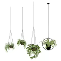Lush Hanging Basket Plants With Trailing Green Leaves For Indoor Home Decoration