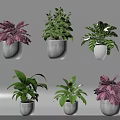 Indoor Bonsai Potted Plants with Various Green Purple Leaves in White Pots