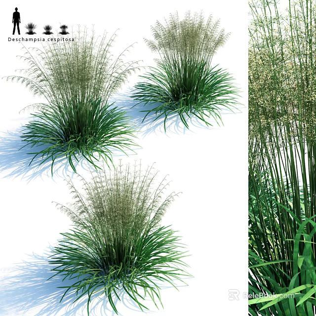 Deyeuxia Arundinacea Ornamental Grass With Lush Green Foliage And Feathery Plumes For Garden Landscaping 3d model 