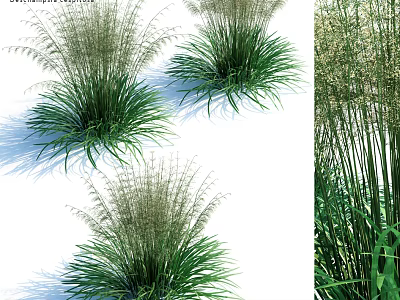 Deyeuxia Arundinacea Ornamental Grass With Lush Green Foliage And Feathery Plumes For Garden Landscaping 3d model