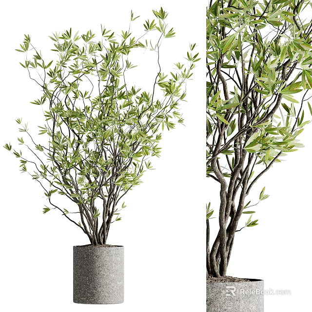 Elegant Bonsai Potted Plant With Lush Green Leaves And Slender Brown Branches In Gray Pot 3d model 