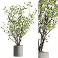 Elegant Bonsai Potted Plant With Lush Green Leaves And Slender Brown Branches In Gray Pot