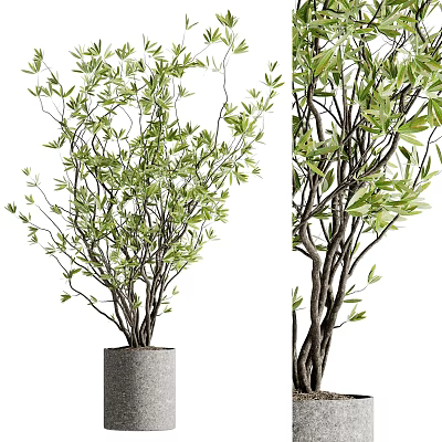 Elegant Bonsai Potted Plant With Lush Green Leaves And Slender Brown Branches In Gray Pot 3d model