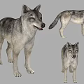 Three Gray Wolves Displayed In Different Standing Poses On Black Background 3d model