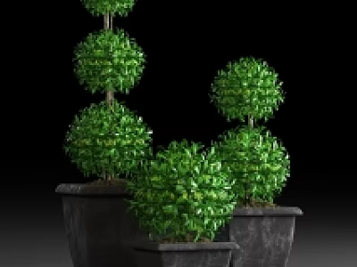 Bonsai Potted Plants with Green Lush Foliage in Multiple Sizes and Dark Planters 3d model