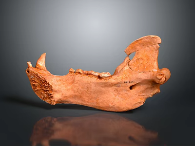 Reddish Brown Fossil Animal Skull With Detailed Texture On Gray Gradient Background 3d model