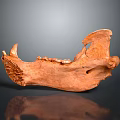 Reddish Brown Fossil Animal Skull With Detailed Texture On Gray Gradient Background