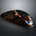 Shiny Dark Mussel Shell with Iridescent Sheen Close Up on Gray Background 3d model